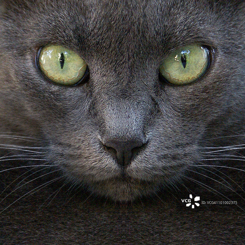 黑猫脸部特写图片素材