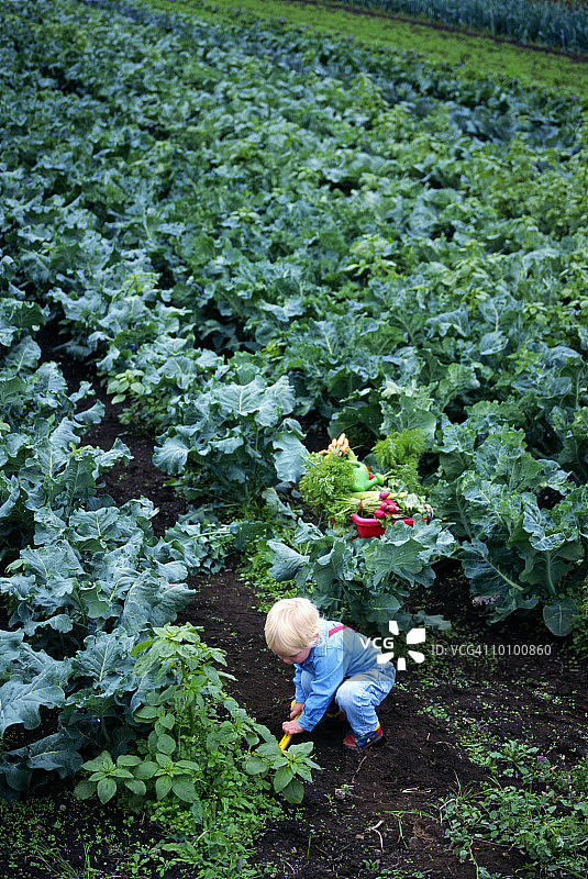 在华盛顿州贝灵汉蔬菜园中的2岁儿童图片素材