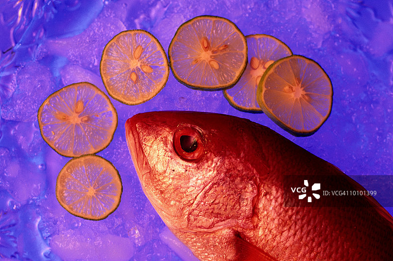 红鲷鱼鱼图片素材