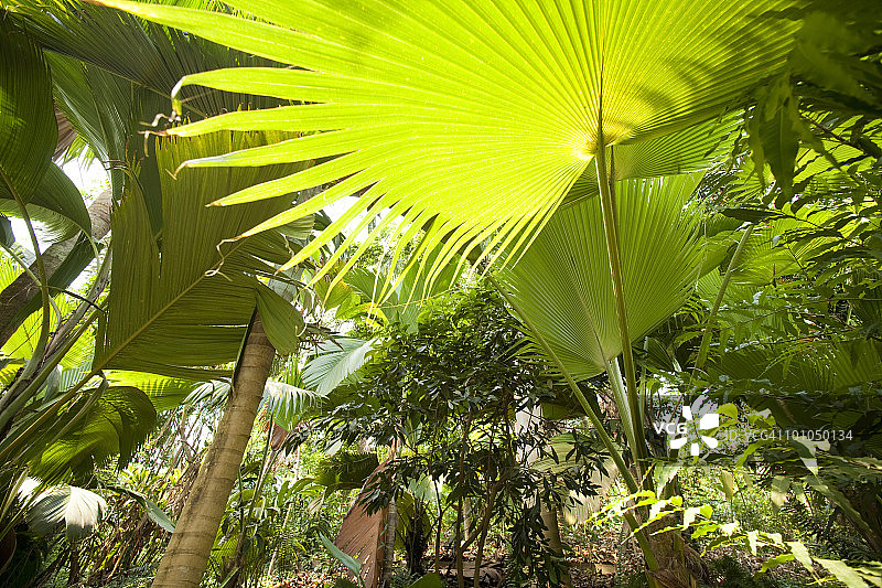 亚马逊雨林内景图片素材