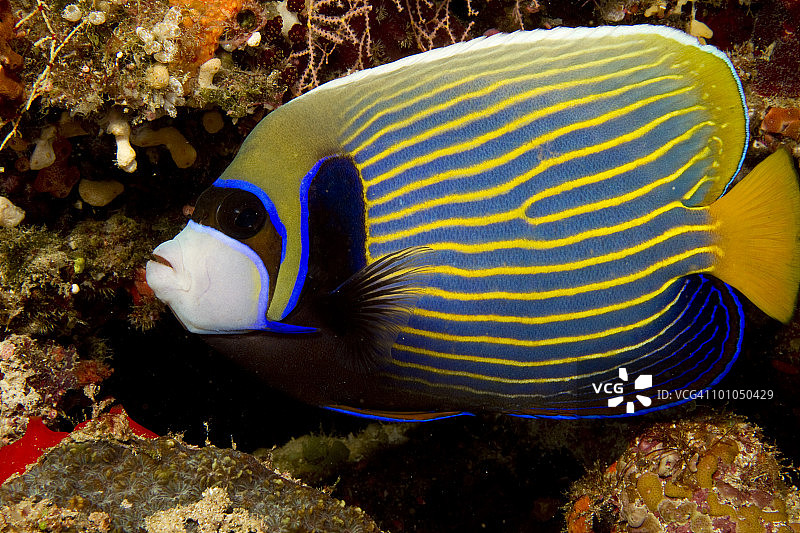 印度洋的皇帝神仙鱼图片素材