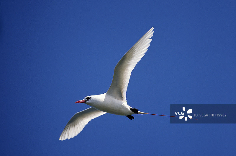 低角度拍摄的红尾鸟，夏威夷基拉韦厄角，美国图片素材