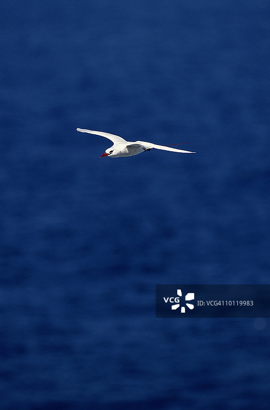 基拉韦厄角国家野生动物保护区的红尾热带鸟图片素材