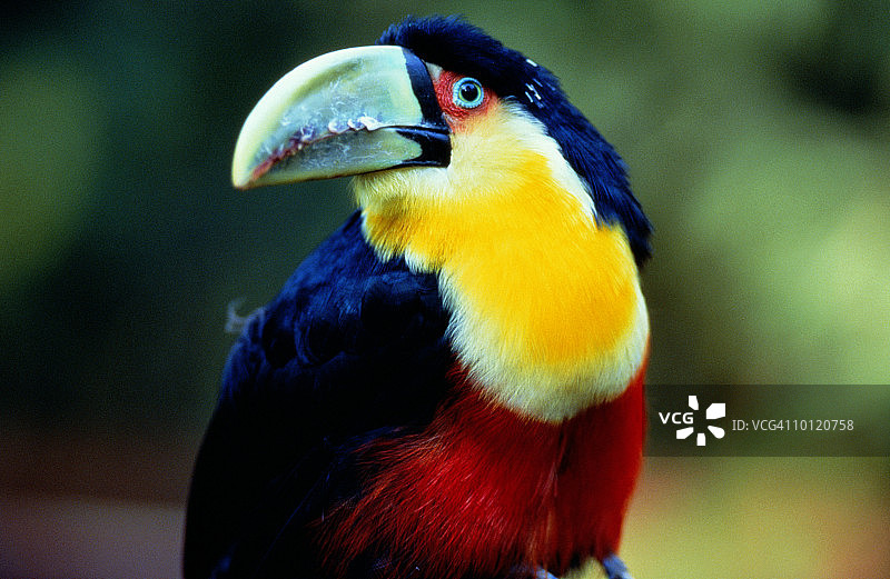 巴西巴拉那州的巨嘴鸟图片素材