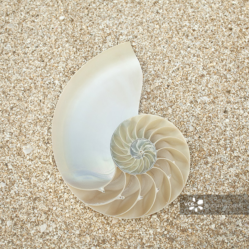 沙滩上的鹦鹉螺图片素材