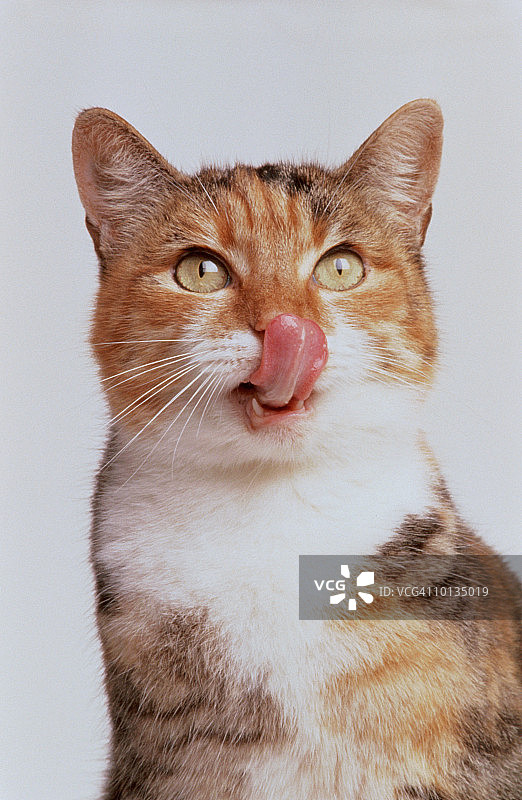 猫舔舐图片素材