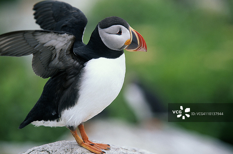 大西洋海鹦，马奇亚斯希尔岛图片素材