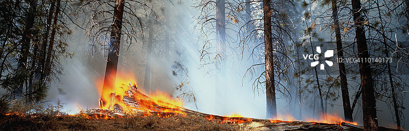 南加利福尼亚州洛帕德雷斯国家森林图片素材