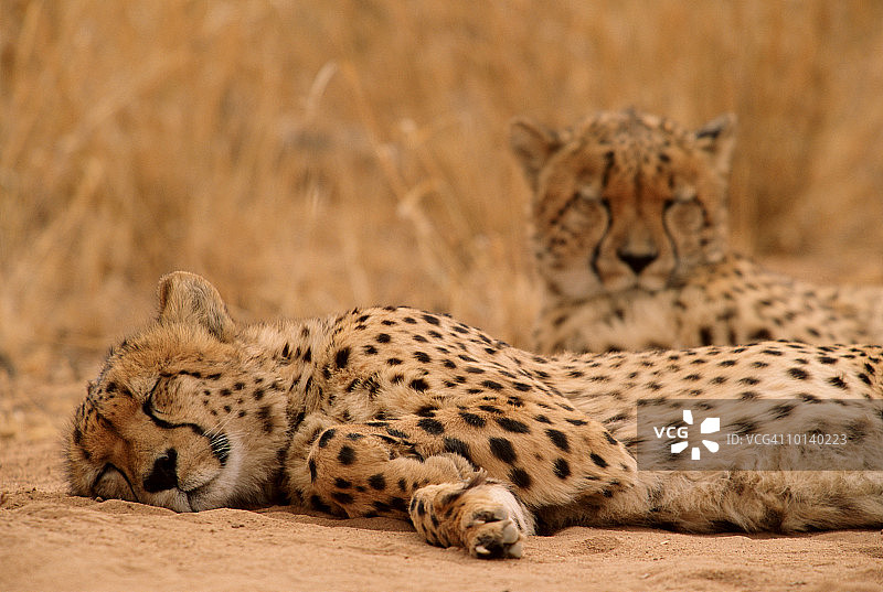 两只猎豹在纳米比亚休息（猎豹）图片素材