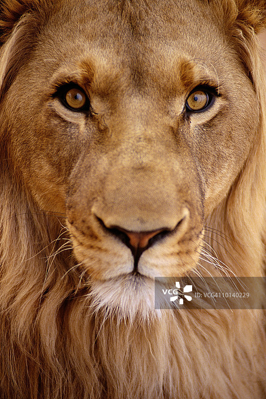 纳米比亚奥康吉马的狮子肖像图片素材