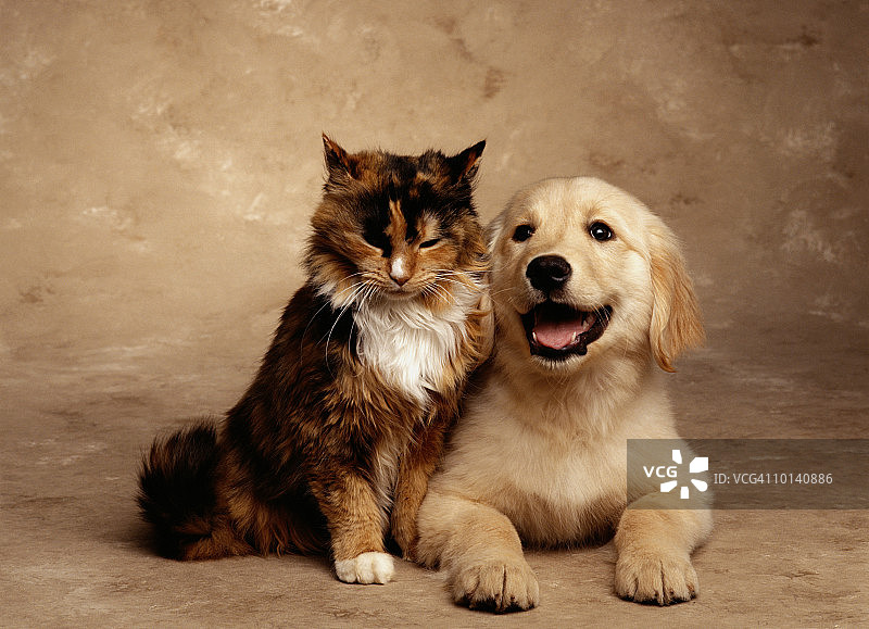 花色小猫和拉布拉多幼犬（棕褐色调）图片素材