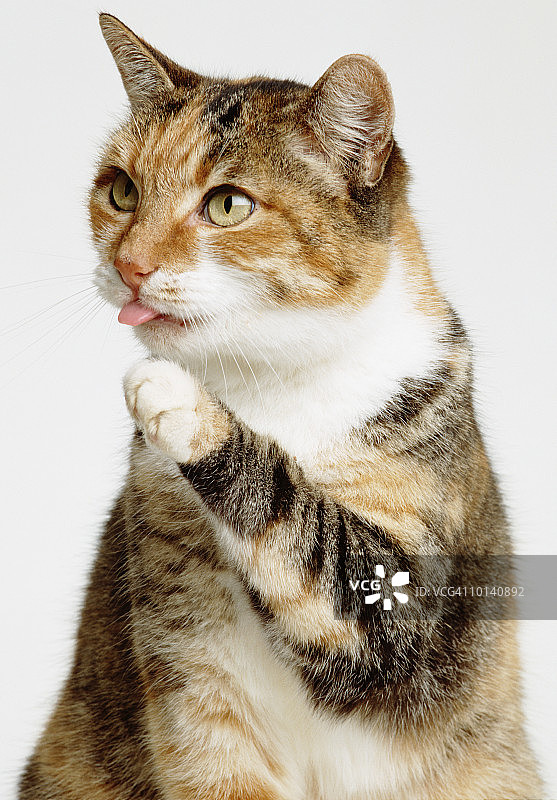 猫舔爪子图片素材
