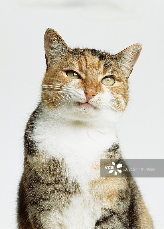 虎斑猫图片素材