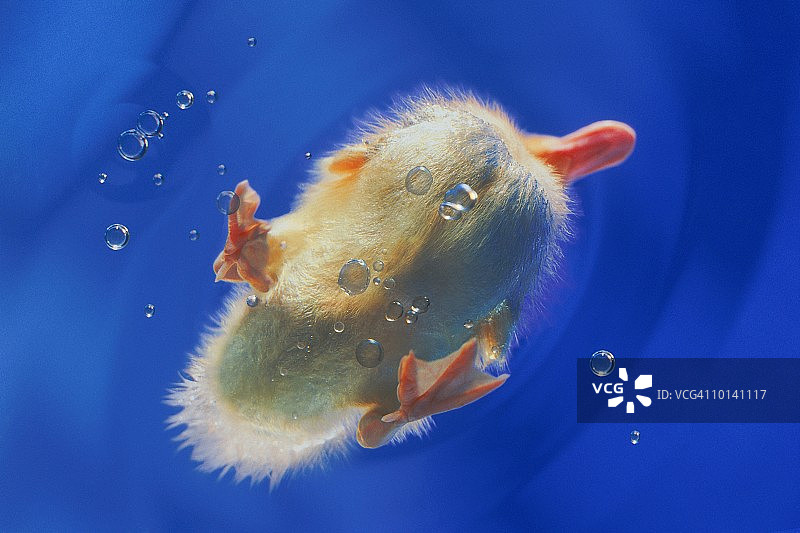 水下的小鸭子图片素材