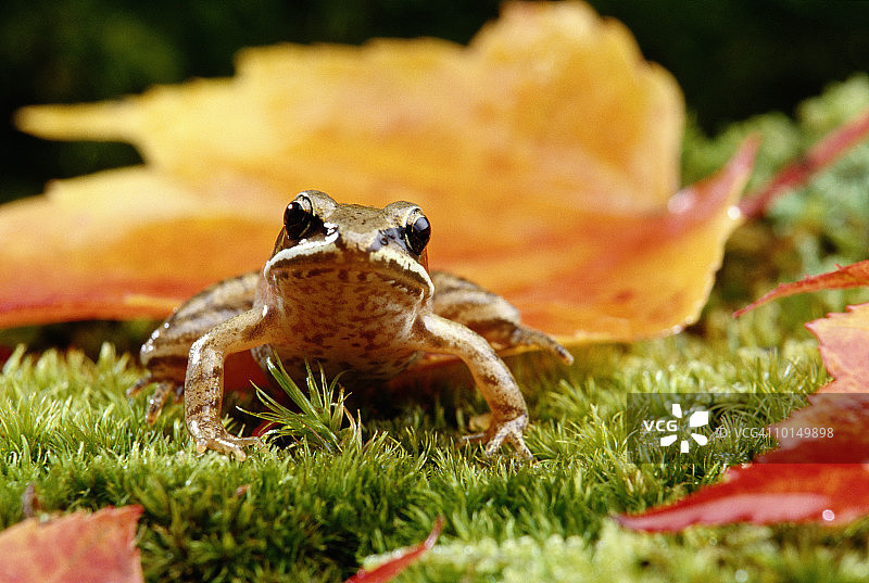 野生动物：林蛙图片素材