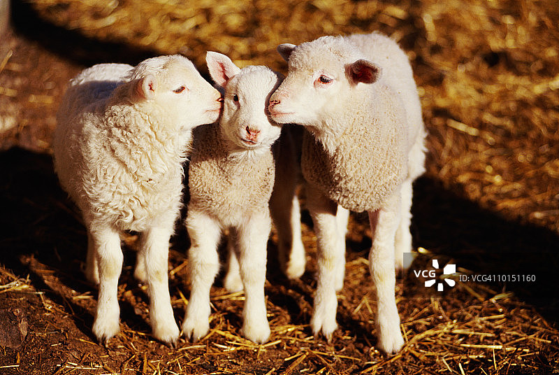 西班牙坎塔布里亚列巴纳的羔羊图片素材