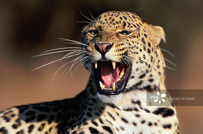 非洲豹咆哮图片素材