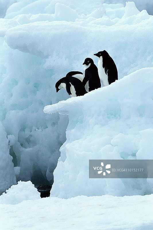 等待跳水的阿德利企鹅，希望湾图片素材