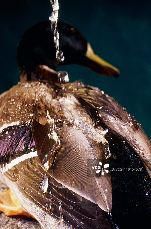 鸭背上的水图片素材