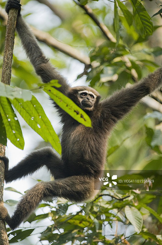 白眉长臂猿，阿萨姆邦，印度图片素材