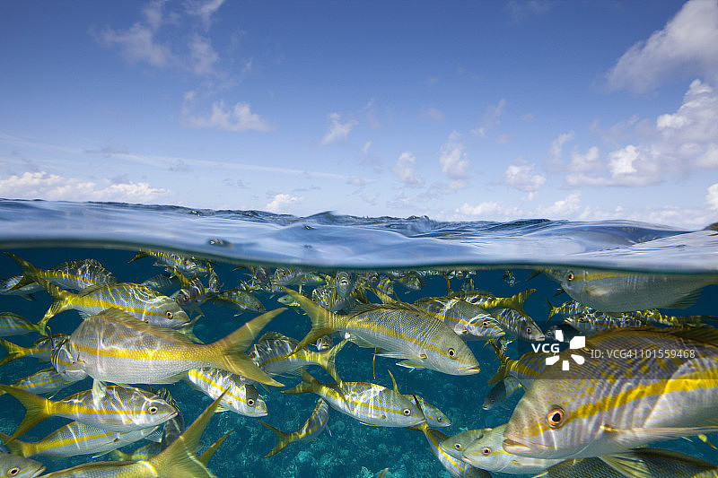 黄尾鲷图片素材
