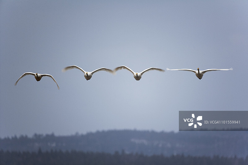 飞行中的疣鼻天鹅图片素材