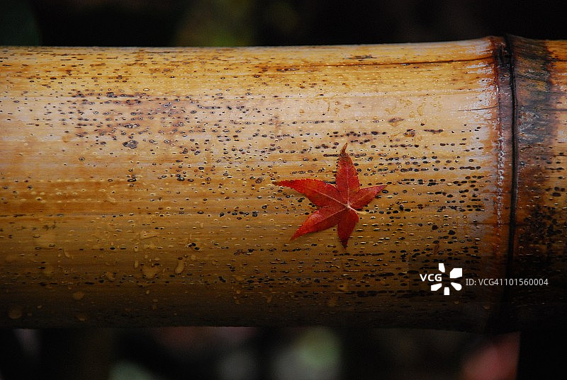 金色竹子上的红色秋季枫叶图片素材