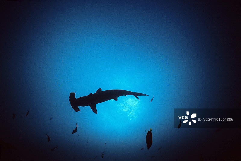 锤头鲨图片素材
