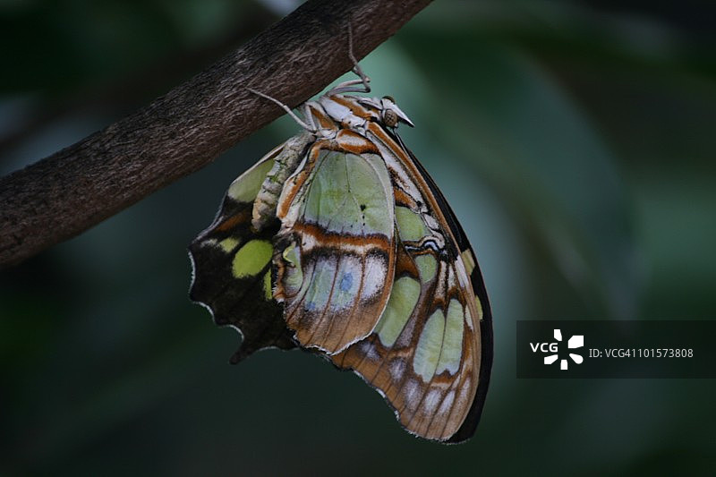 翅膀闭合的绿色孔雀凤蝶图片素材