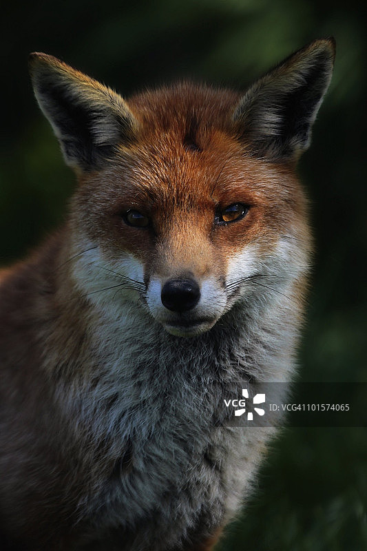 成年红狐肖像图片素材