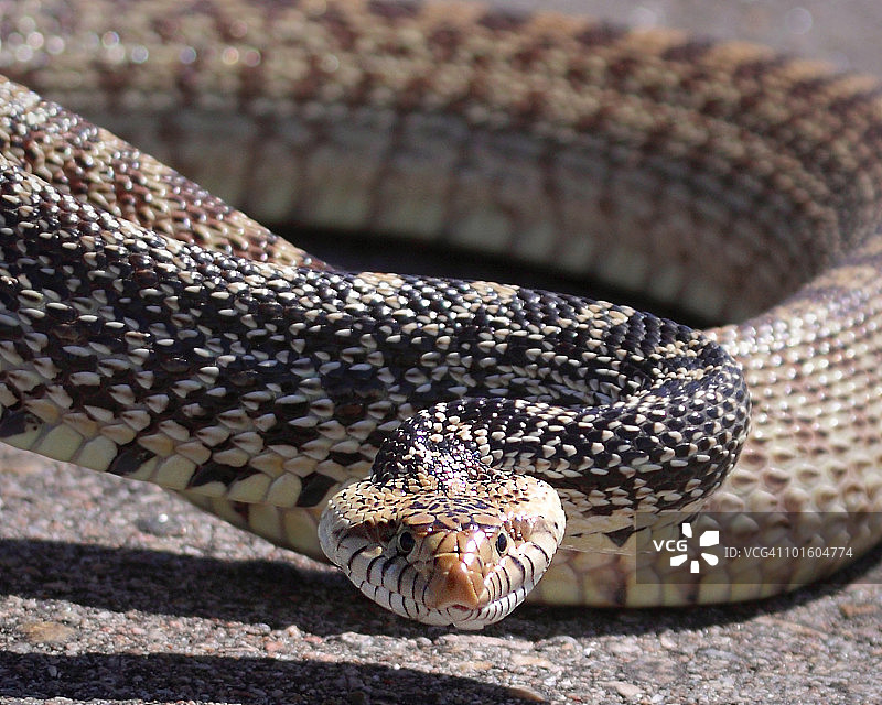 盘绕准备攻击的 gǒu ān蛇图片素材