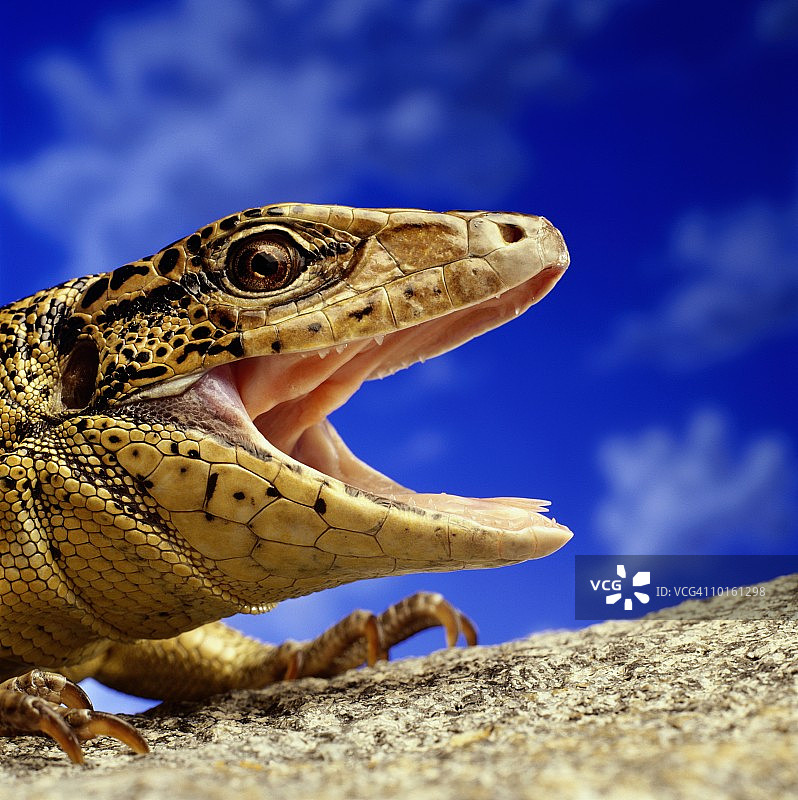 南美蜥蜴图片素材