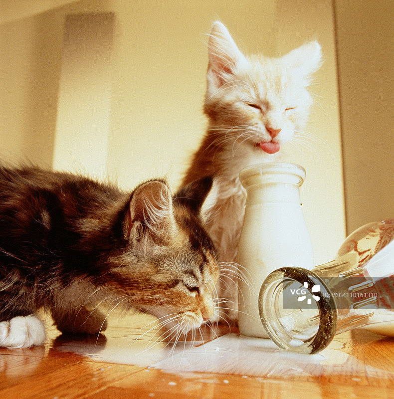 小猫喝洒出的牛奶图片素材