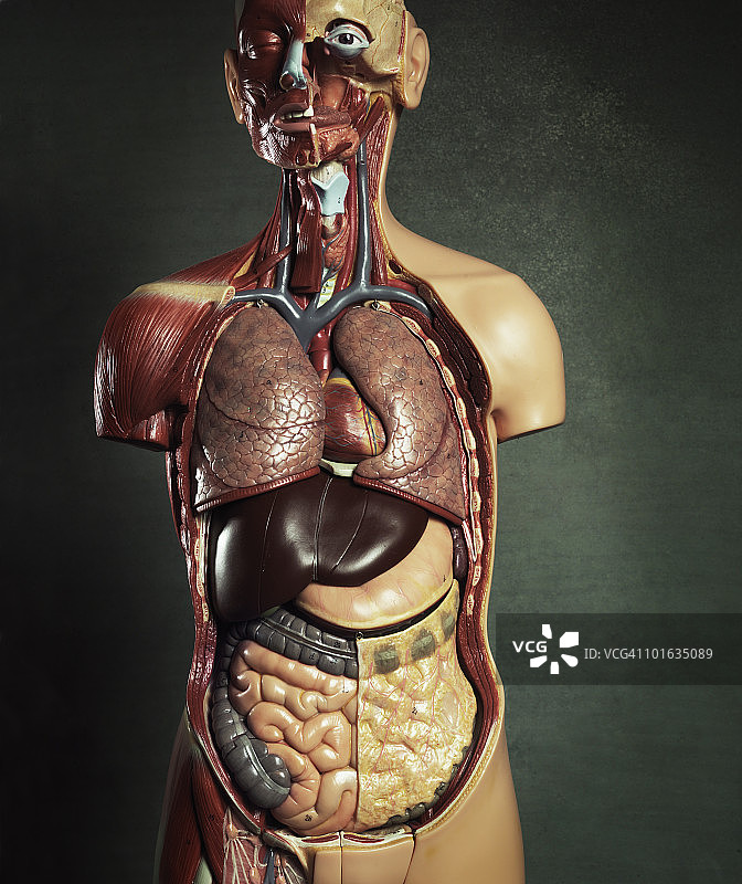 医疗解剖躯干模型图片素材
