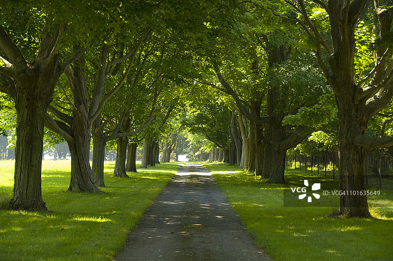 乡间公路旁的树木图片素材