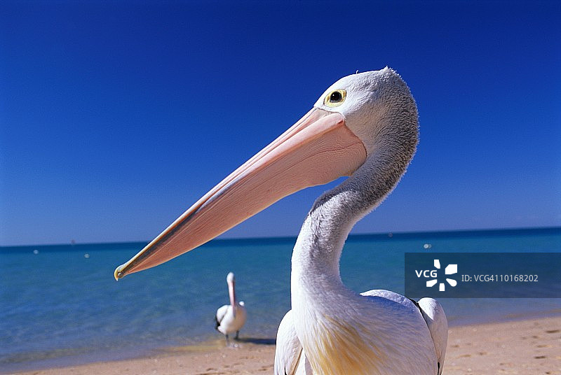 猴子米亚的鹈鹕，澳大利亚西部图片素材