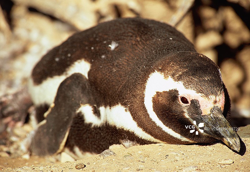 麦哲伦企鹅，蓬塔汤博，阿根廷图片素材