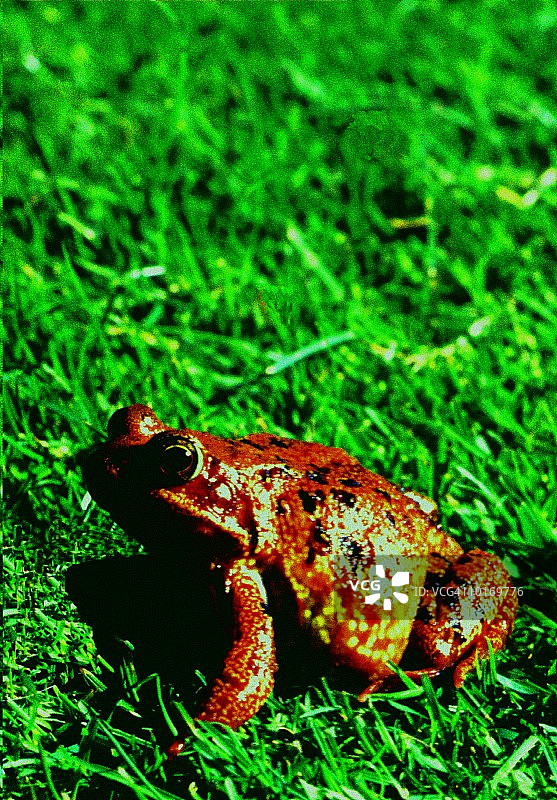 番茄蛙在草地上图片素材