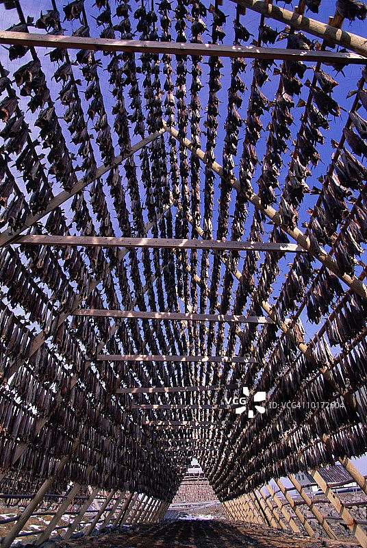 挪威罗弗敦群岛鳕鱼干图片素材