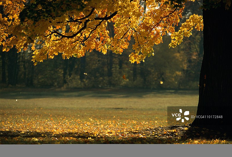 秋天的枫树图片素材