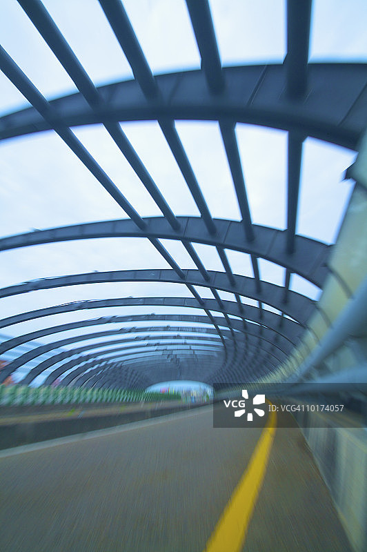 古巴树蛙在变叶木丛中图片素材