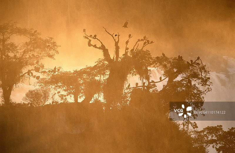 巴西树上的黑秃鹫图片素材