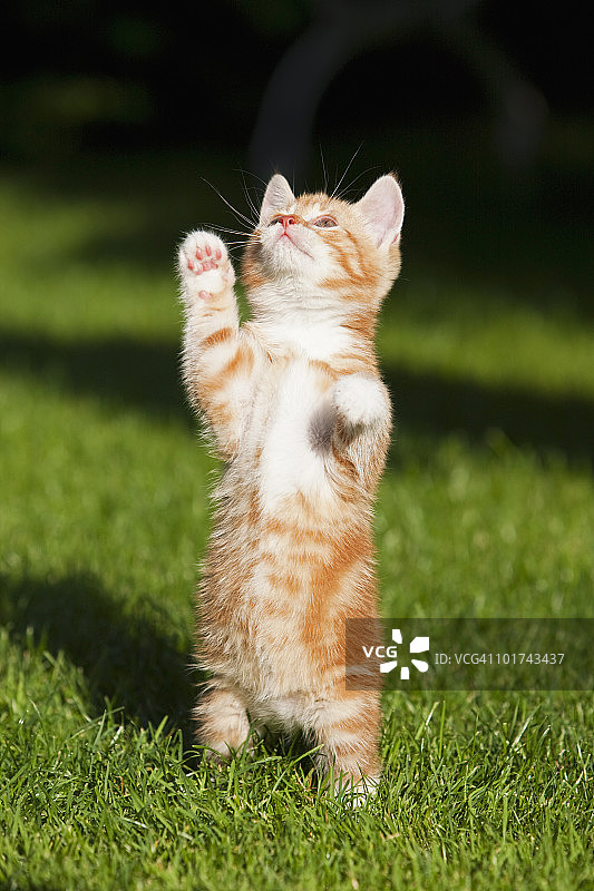 德国巴伐利亚草地上玩耍的姜色小猫图片素材