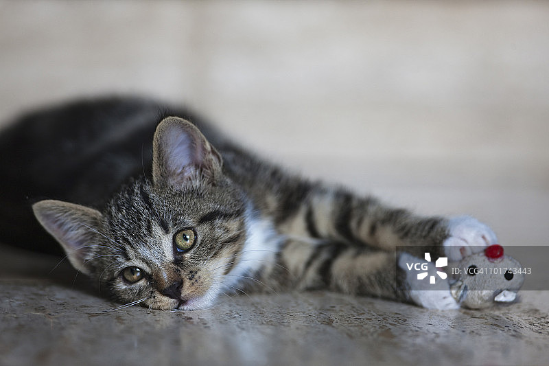 玩玩具老鼠的小猫图片素材