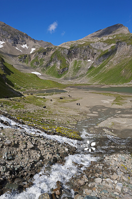 奥地利 Großglockner 高山公路，山涧，牛群背景图片素材