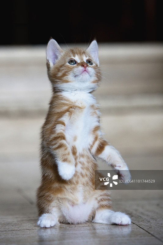 小姜黄猫肖像图片素材