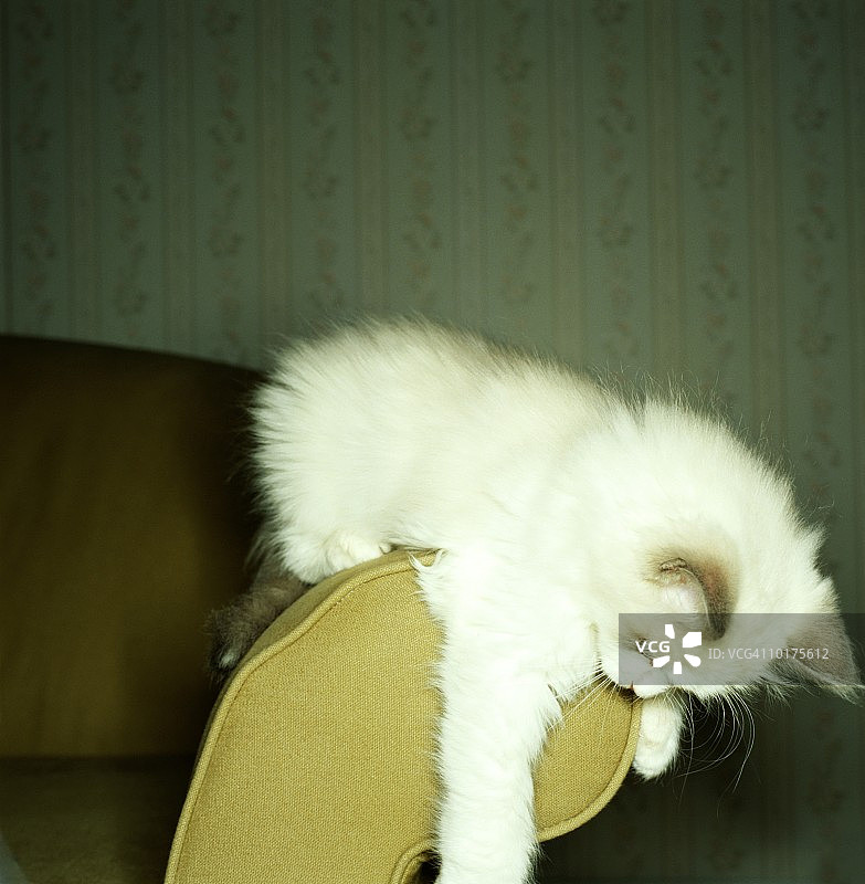 在沙发上玩耍的布偶小猫图片素材