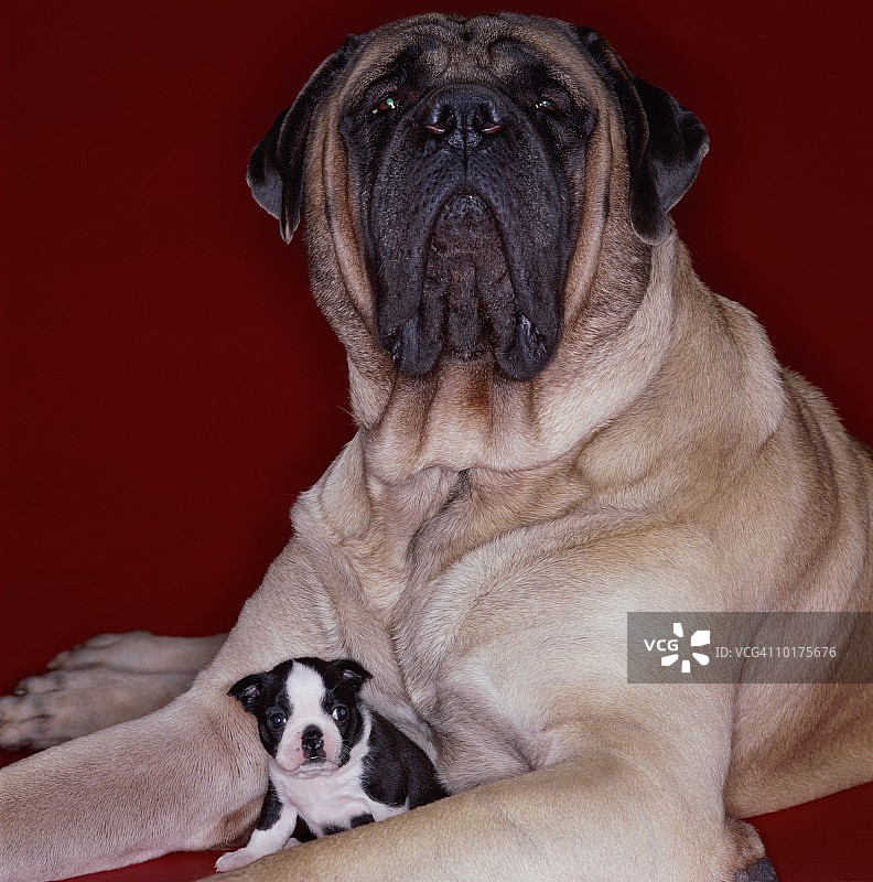 大型獒犬和小型波士顿梗图片素材