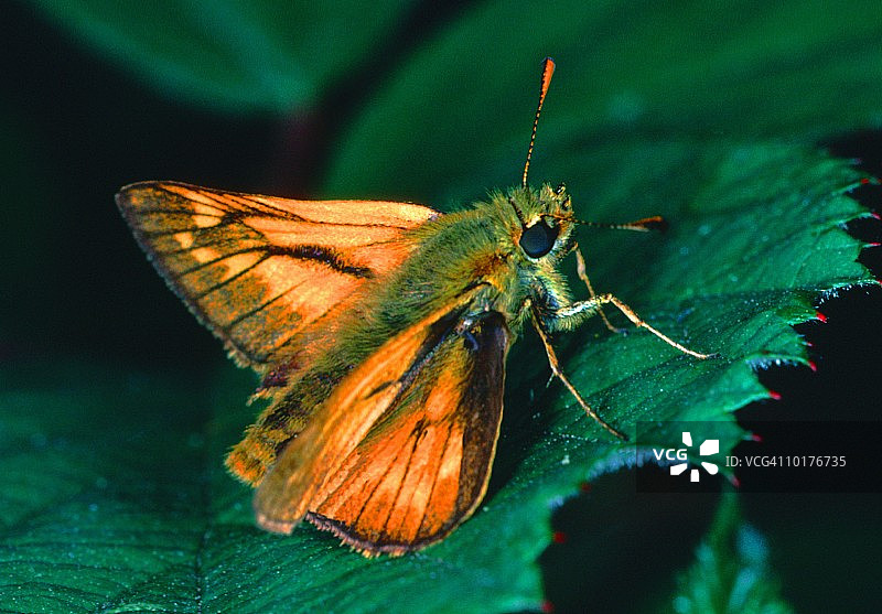 赭色聚伞弄蝶图片素材