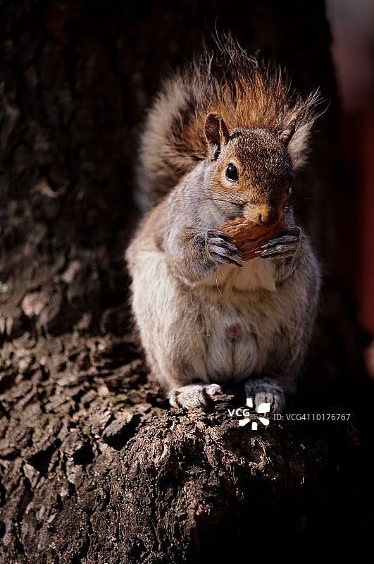 灰松鼠，马萨诸塞州波士顿图片素材